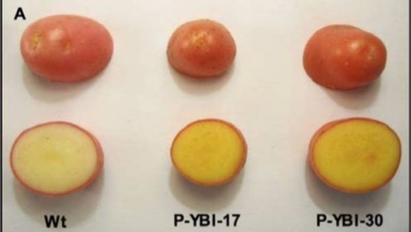 بطاطا "ذهبية اللون" معدلة وراثيا