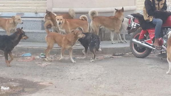 المواطنون بصنعاء يشكون من انتشار الكلاب الضالة.. وسط تساؤلات؟