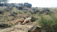 بينهم 7 قيادات.. 55 قتيلاً من مليشيا الحوثي وصالح خلال أسبوع بينهم 7 قيادات.. 55 قتيلاً من مليشيا الحوثي وصالح خلال أسبوع