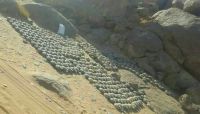 بينهم قيادي بارز.. مصرع خبراء في صناعة الألغام بغارة للتحالف شمالي صعدة بينهم قيادي بارز.. مصرع خبراء في صناعة الألغام بغارة للتحالف شمالي صعدة