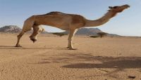 شاهد صورة "ناقة" استهدفها الحوثيون بلغم أرضي في الجوف شاهد صورة "ناقة" استهدفها الحوثيون بلغم أرضي في الجوف