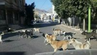 وفاة طفل في "صنعاء" بداء الكلب وإنتشار مخيف للكلاب الضالّة وفاة طفل في "صنعاء" بداء الكلب وإنتشار مخيف للكلاب الضالّة