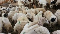 ارتفاع جنوني لأسعار الأضاحي بصنعاء في ظل جشع الجزارين وغياب الرقابة ارتفاع جنوني لأسعار الأضاحي بصنعاء في ظل جشع الجزارين وغياب الرقابة