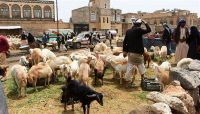 سكان صنعاء يستقبلون عيد الأضحى على وقع أزمات حادة وارتفاعات في أسعار الأضاحي سكان صنعاء يستقبلون عيد الأضحى على وقع أزمات حادة وارتفاعات في أسعار الأضاحي