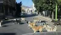 إصابة خمسة أطفال بجروح نتيجة مهاجمتهم من قبل كلاب ضالة في صنعاء إصابة خمسة أطفال بجروح نتيجة مهاجمتهم من قبل كلاب ضالة في صنعاء
